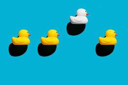 Plucked Definition & Meaning - Merriam-Webster